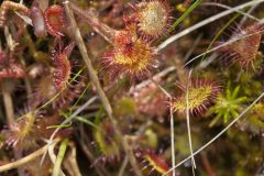 Roundleaf Sundew , Drosera rotundifolia