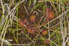 Roundleaf Sundew , Drosera rotundifolia