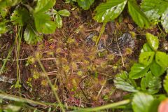 Roundleaf Sundew , Drosera rotundifolia