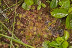 Roundleaf Sundew , Drosera rotundifolia