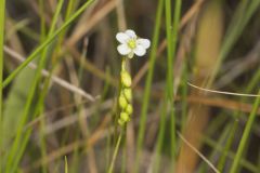 Roundleaf Sundew , Drosera rotundifolia