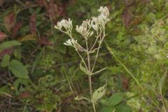 Roundleaf Thoroughwort, Eupatorium rotundifolium