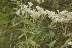 Roundleaf Thoroughwort, Eupatorium rotundifolium