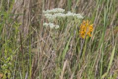 Roundleaf Thoroughwort, Eupatorium rotundifolium