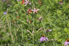 Royal Catchfly, Silene regia