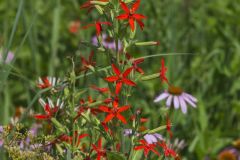 Royal Catchfly, Silene regia