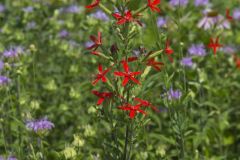 Royal Catchfly, Silene regia