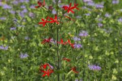 Royal Catchfly, Silene regia