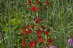 Royal Catchfly, Silene regia