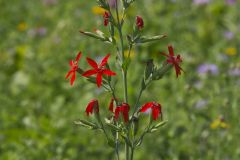 Royal Catchfly, Silene regia