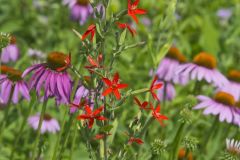 Royal Catchfly, Silene regia