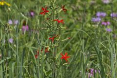 Royal Catchfly, Silene regia