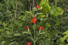 Royal Catchfly, Silene regia