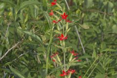 Royal Catchfly, Silene regia