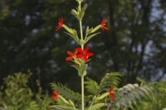 Royal Catchfly, Silene regia