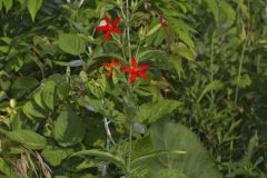 Royal Catchfly, Silene regia