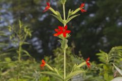 Royal Catchfly, Silene regia