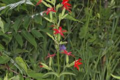 Royal Catchfly, Silene regia