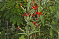 Royal Catchfly, Silene regia