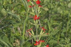 Royal Catchfly, Silene regia