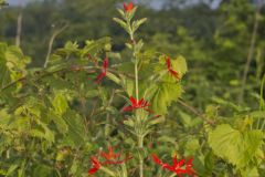 Royal Catchfly, Silene regia