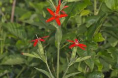 Royal Catchfly, Silene regia