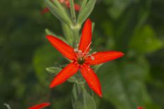 Royal Catchfly, Silene regia