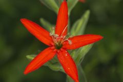 Royal Catchfly, Silene regia