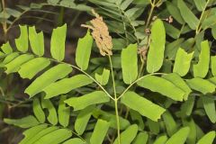 Royal Fern, Osmunda regalis