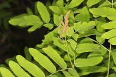 Royal Fern, Osmunda regalis