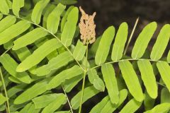 Royal Fern, Osmunda regalis