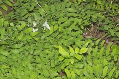 Royal Fern, Osmunda regalis