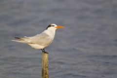 Royal Tern, Thalasseus maximus