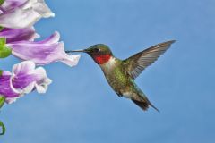 Ruby-throated Hummingbird, Archilochus colubris