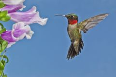 Ruby-throated Hummingbird, Archilochus colubris