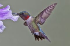 Ruby-throated Hummingbird, Archilochus colubris