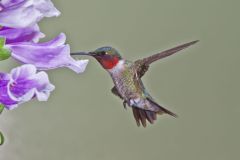 Ruby-throated Hummingbird, Archilochus colubris