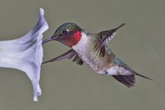 Ruby-throated Hummingbird, Archilochus colubris