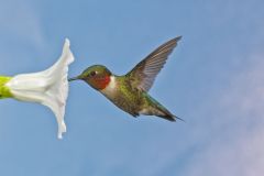 Ruby-throated Hummingbird, Archilochus colubris