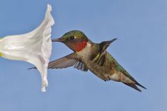 Ruby-throated Hummingbird, Archilochus colubris