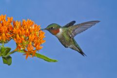 Ruby-throated Hummingbird, Archilochus colubris