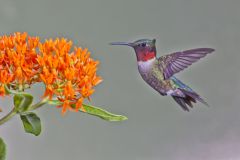 Ruby-throated Hummingbird, Archilochus colubris