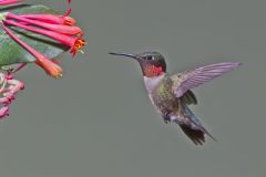 Ruby-throated Hummingbird, Archilochus colubris