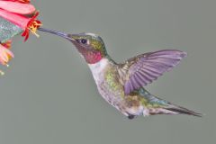 Ruby-throated Hummingbird, Archilochus colubris