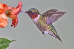 Ruby-throated Hummingbird, Archilochus colubris