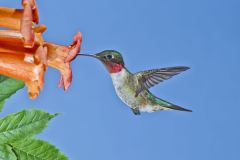 Ruby-throated Hummingbird, Archilochus colubris