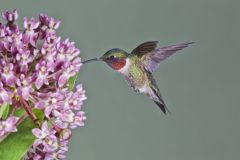 Ruby-throated Hummingbird, Archilochus colubris