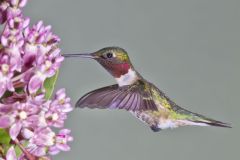 Ruby-throated Hummingbird, Archilochus colubris