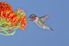 Ruby-throated Hummingbird, Archilochus colubris