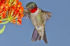 Ruby-throated Hummingbird, Archilochus colubris